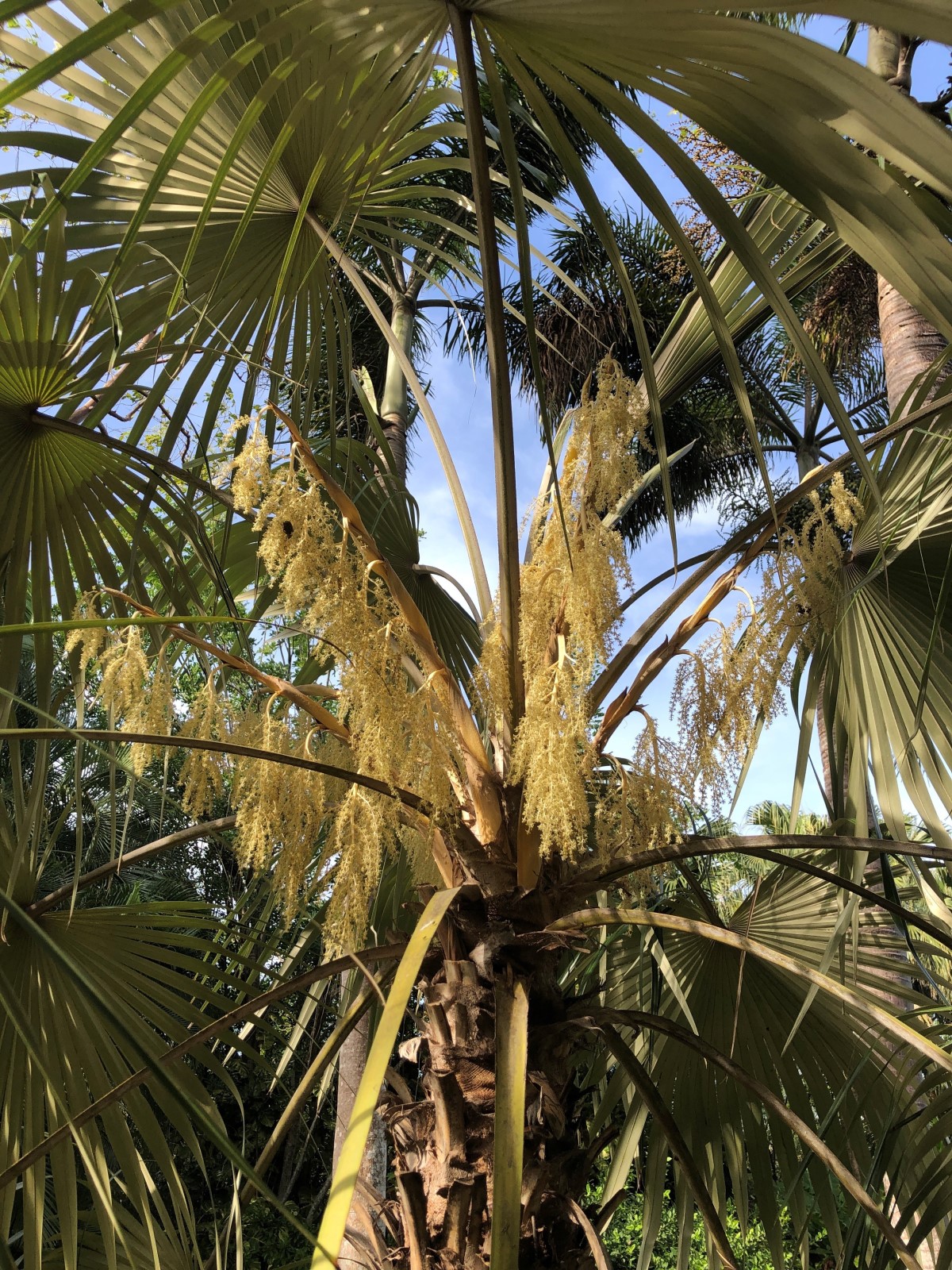Image of the National plant of the Cayman Islands called the Silver Thatch known for its strength and diverse uses and well as historical significance for trade, rope, clothes and roof making as part of the national tree planting (NTP) initiative led by the Cayman Islands Government under the Ministry of sustainability climate resiliency and wellness (MSCRW)